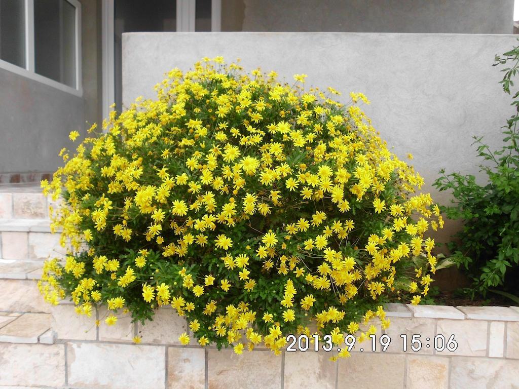 Apartments Samardzic ติวัต ภายนอก รูปภาพ